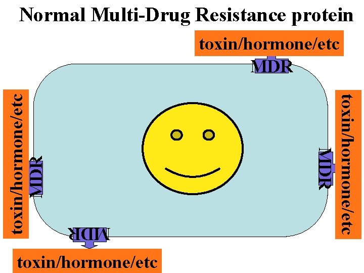 Normal Multi-Drug Resistance protein MDR toxin/hormone/etc MDR 