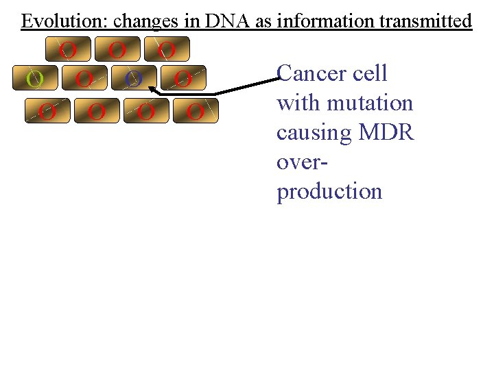 Evolution: changes in DNA as information transmitted O O O Cancer cell with mutation