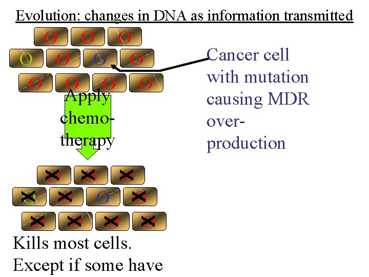 Evolution: changes in DNA as information transmitted O O O Apply chemotherapy X X