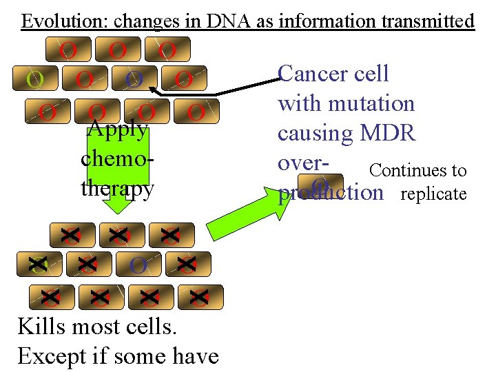 Evolution: changes in DNA as information transmitted O O O Apply chemotherapy X X