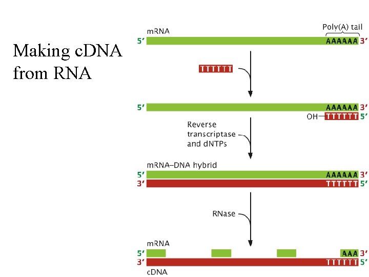 Making c. DNA from RNA 
