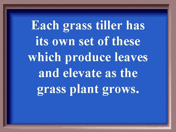 Each grass tiller has its own set of these which produce leaves and elevate