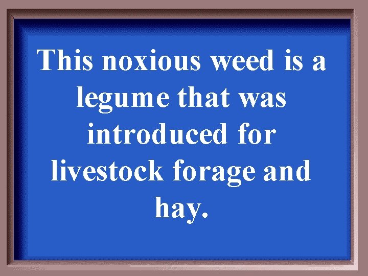 This noxious weed is a legume that was introduced for livestock forage and hay.