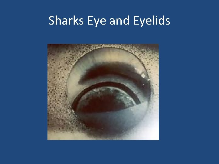 Sharks Eye and Eyelids 