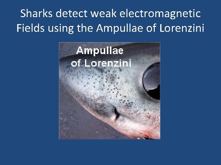Sharks detect weak electromagnetic Fields using the Ampullae of Lorenzini 