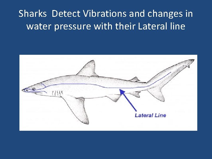 Sharks Detect Vibrations and changes in water pressure with their Lateral line 