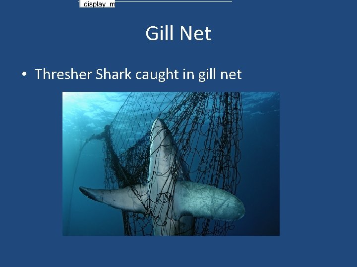 Gill Net • Thresher Shark caught in gill net 