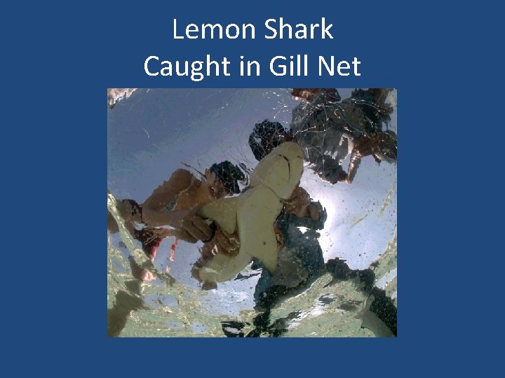 Lemon Shark Caught in Gill Net 