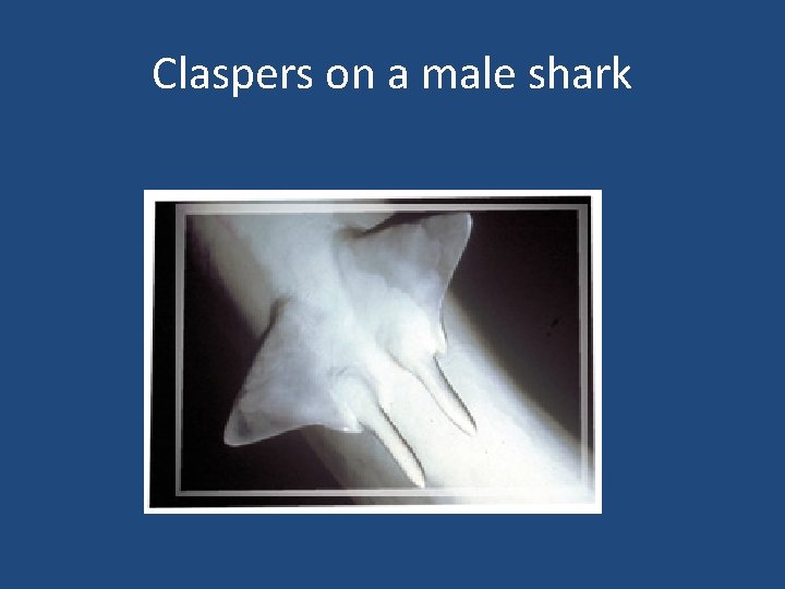 Claspers on a male shark 