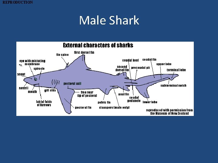 REPRODUCTION Male Shark • a. 