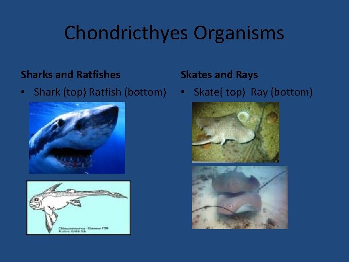 Chondricthyes Organisms Sharks and Ratfishes Skates and Rays • Shark (top) Ratfish (bottom) •