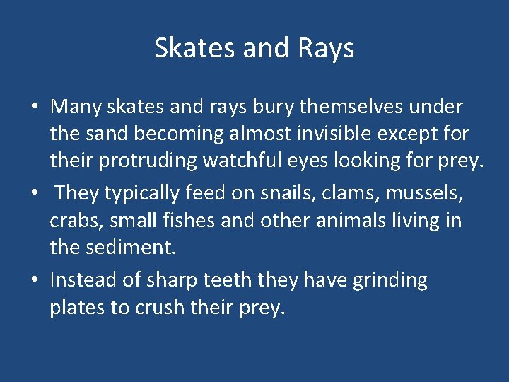 Skates and Rays • Many skates and rays bury themselves under the sand becoming
