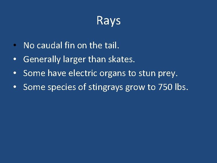 Rays • • No caudal fin on the tail. Generally larger than skates. Some