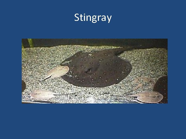 Stingray 
