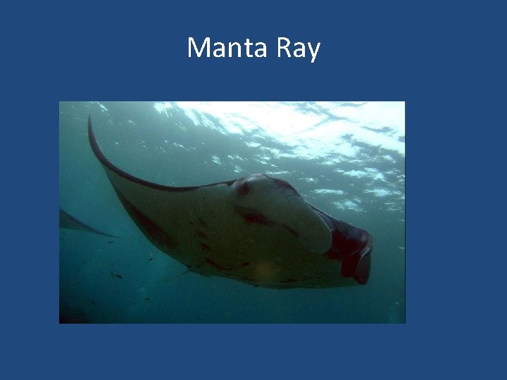 Manta Ray 