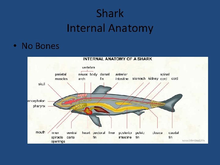 Shark Internal Anatomy • No Bones 