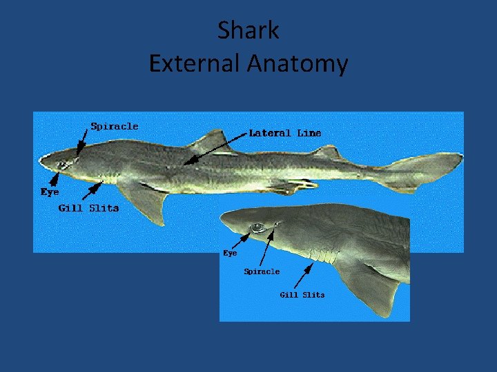 Shark External Anatomy 