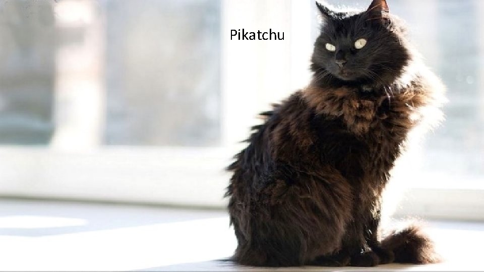 Pikatchu 