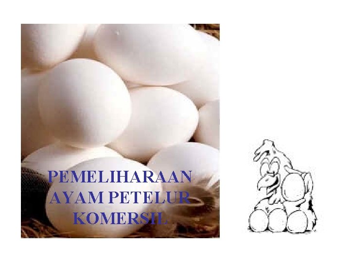 PEMELIHARAAN AYAM PETELUR KOMERSIL 