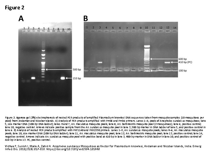 Figure 2 Agarose gel 2 electrophoresis of nested