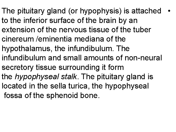 The pituitary gland (or hypophysis) is attached • to the inferior surface of the