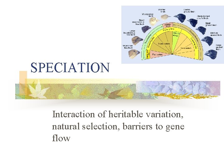 SPECIATION Interaction of heritable variation, natural selection, barriers to gene flow 