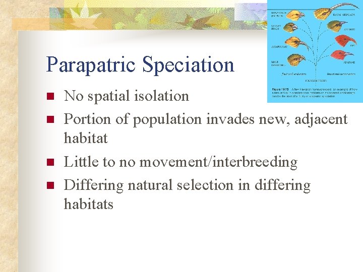 Parapatric Speciation n n No spatial isolation Portion of population invades new, adjacent habitat