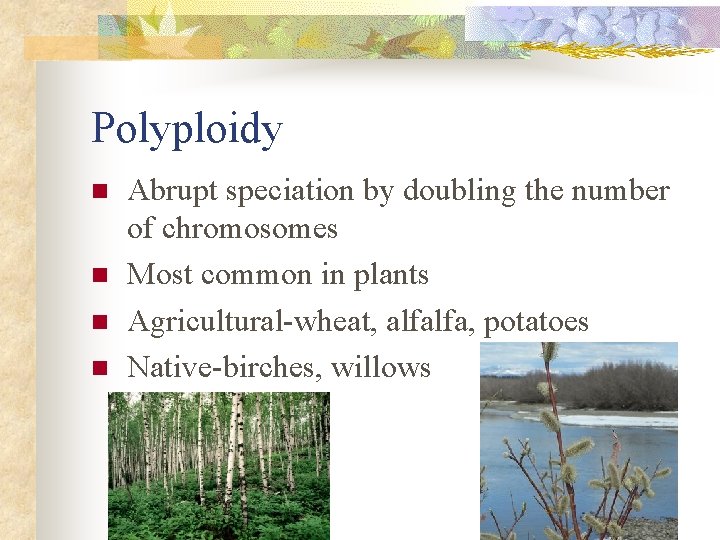 Polyploidy n n Abrupt speciation by doubling the number of chromosomes Most common in