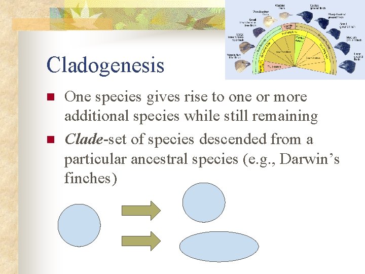 Cladogenesis n n One species gives rise to one or more additional species while