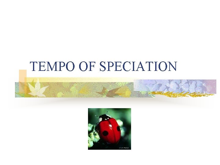TEMPO OF SPECIATION 