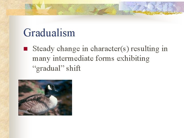 Gradualism n Steady change in character(s) resulting in many intermediate forms exhibiting “gradual” shift
