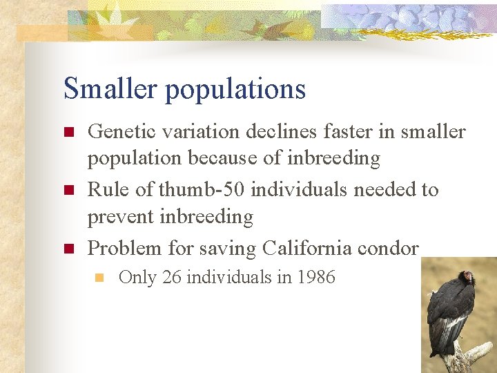 Smaller populations n n n Genetic variation declines faster in smaller population because of