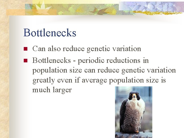 Bottlenecks n n Can also reduce genetic variation Bottlenecks - periodic reductions in population