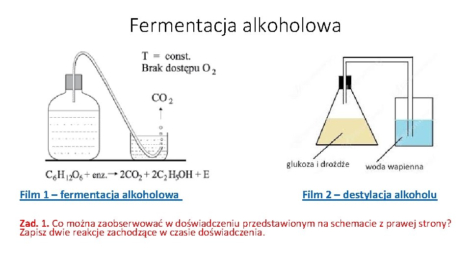 Fermentacja alkoholowa Film 1 – fermentacja alkoholowa Film 2 – destylacja alkoholu Zad. 1.
