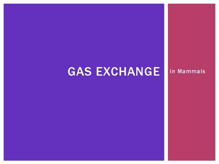 GAS EXCHANGE In Mammals 