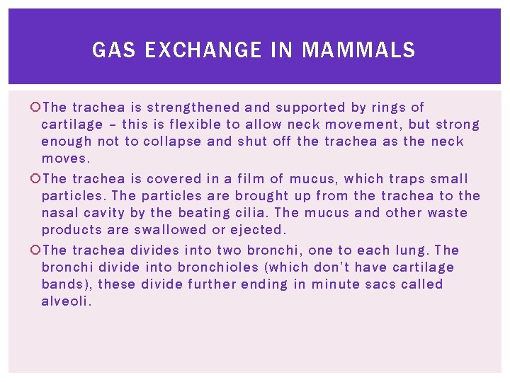 GAS EXCHANGE IN MAMMALS The trachea is strengthened and supported by rings of cartilage