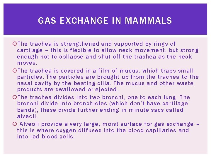 GAS EXCHANGE IN MAMMALS The trachea is strengthened and supported by rings of cartilage