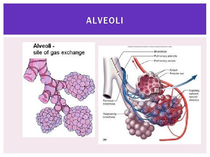 ALVEOLI 