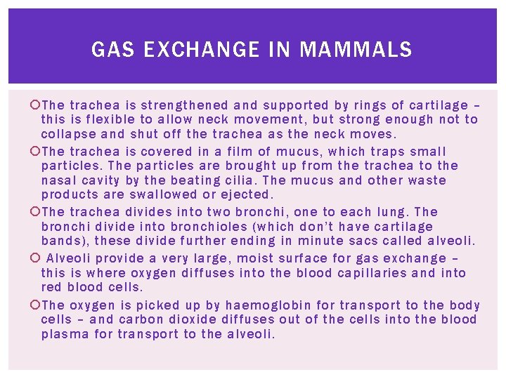 GAS EXCHANGE IN MAMMALS The trachea is strengthened and supported by rings of cartilage