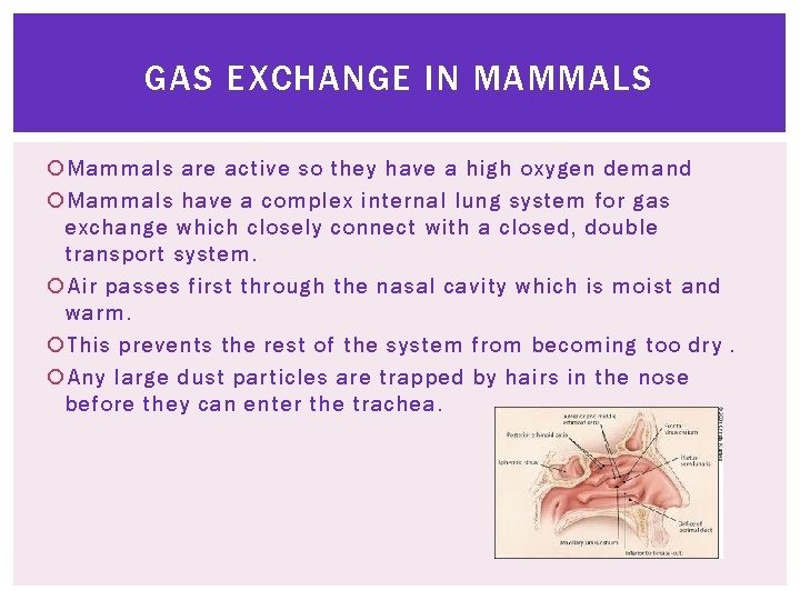 GAS EXCHANGE IN MAMMALS Mammals are active so they have a high oxygen demand