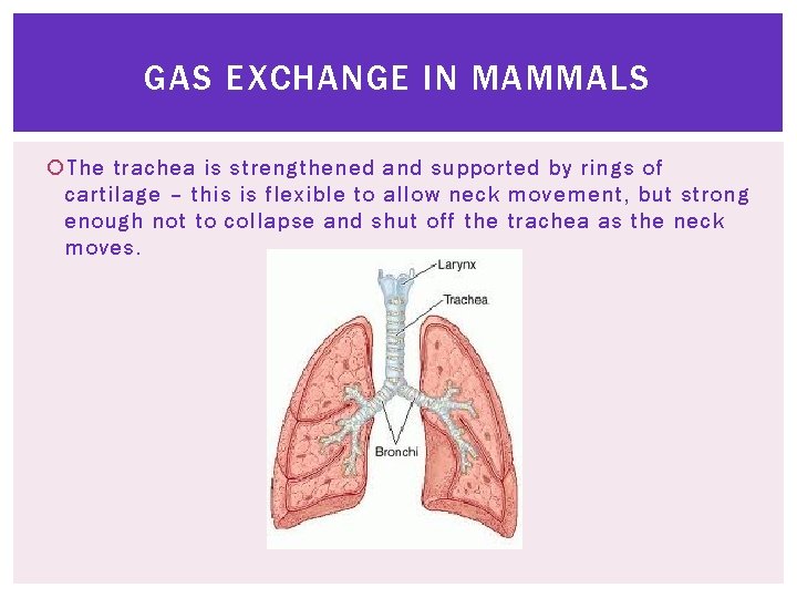 GAS EXCHANGE IN MAMMALS The trachea is strengthened and supported by rings of cartilage