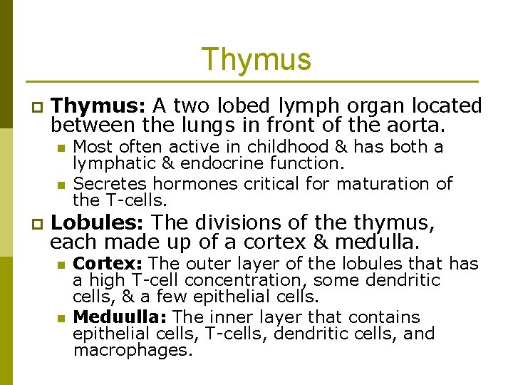 Thymus p Thymus: A two lobed lymph organ located between the lungs in front