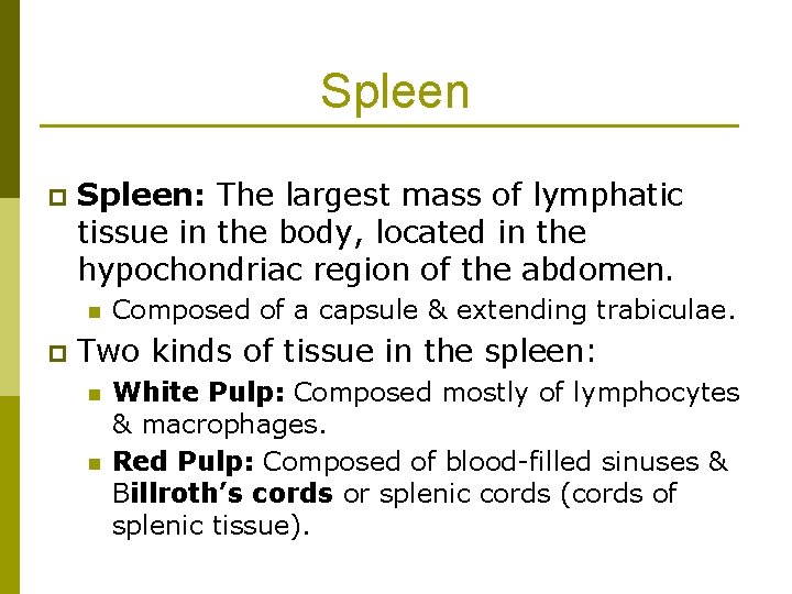 Spleen p Spleen: The largest mass of lymphatic tissue in the body, located in