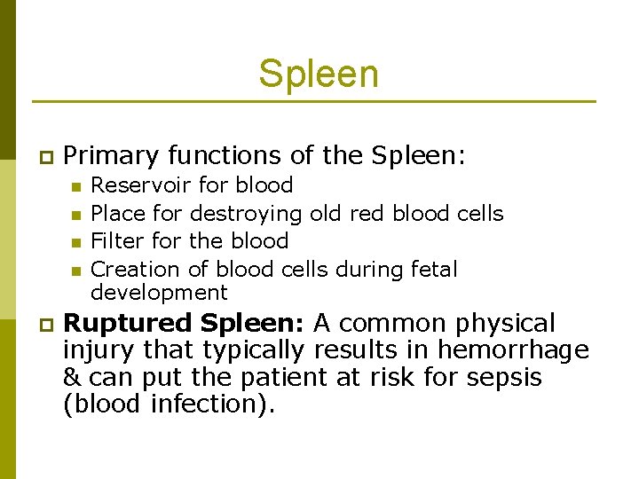 Spleen p Primary functions of the Spleen: n n p Reservoir for blood Place