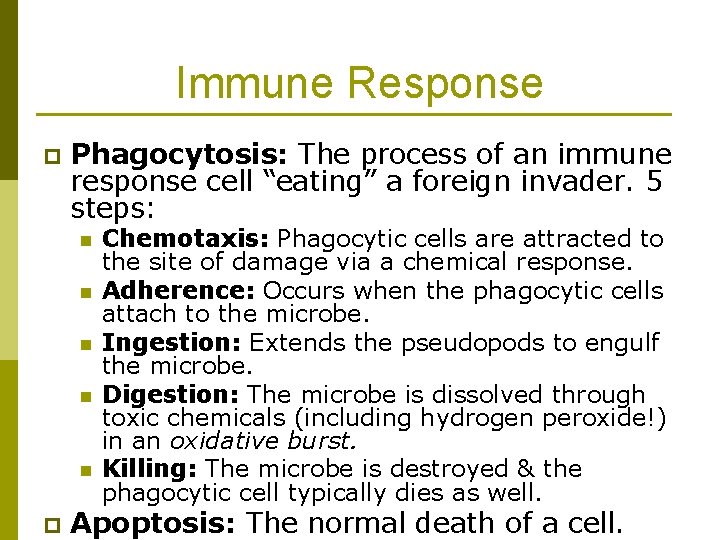 Immune Response p Phagocytosis: The process of an immune response cell “eating” a foreign