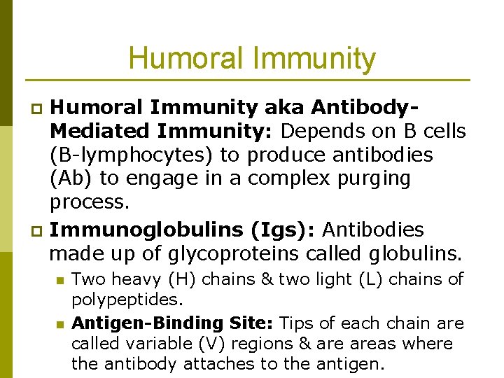 Humoral Immunity aka Antibody. Mediated Immunity: Depends on B cells (B-lymphocytes) to produce antibodies