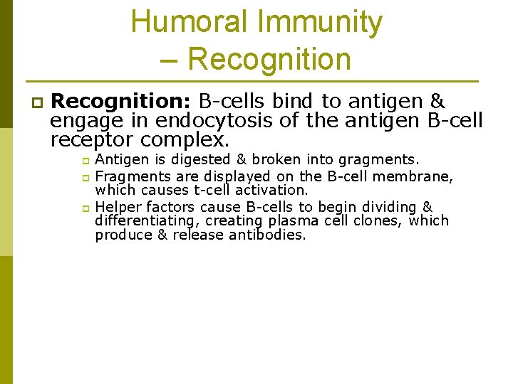 Humoral Immunity – Recognition p Recognition: B-cells bind to antigen & engage in endocytosis