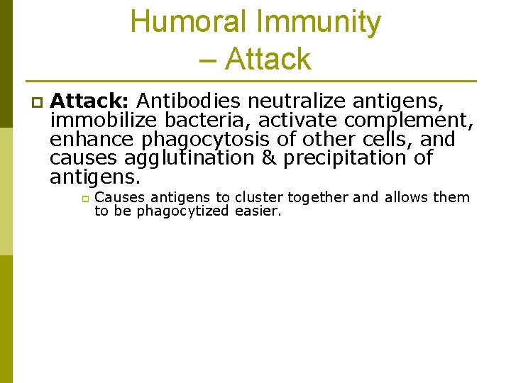 Humoral Immunity – Attack p Attack: Antibodies neutralize antigens, immobilize bacteria, activate complement, enhance