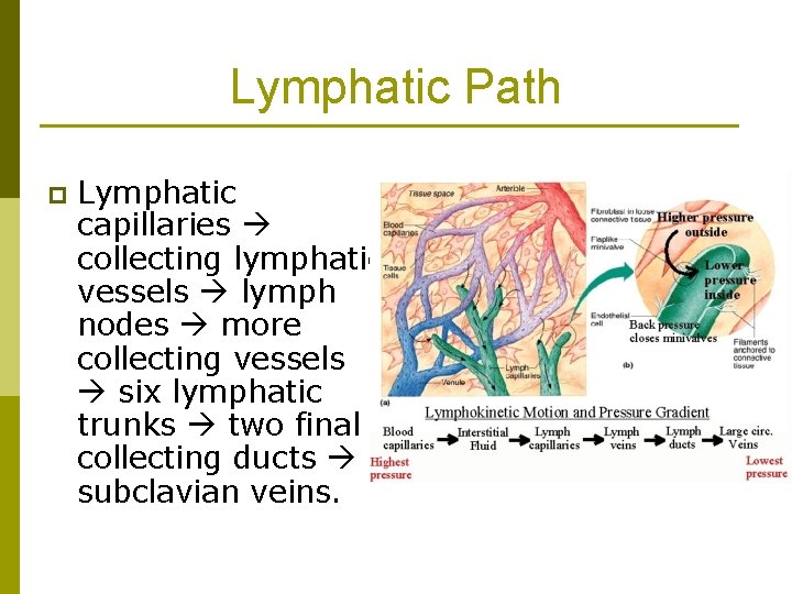 Lymphatic Path p Lymphatic capillaries collecting lymphatic vessels lymph nodes more collecting vessels six