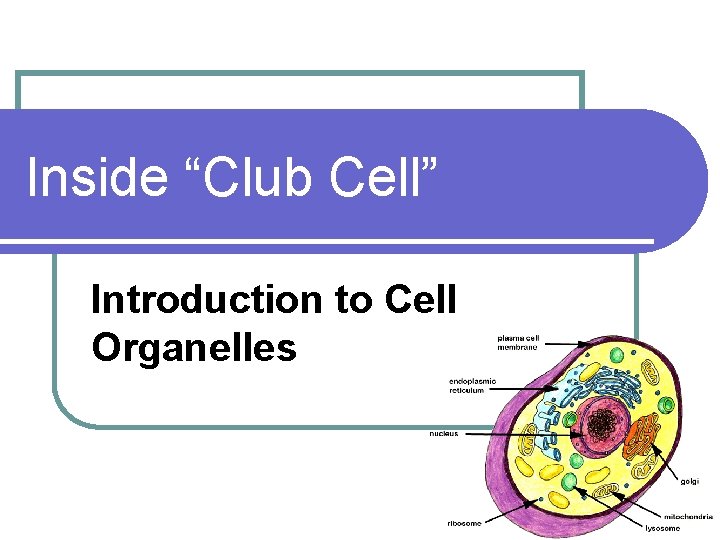 Inside “Club Cell” Introduction to Cell Organelles 